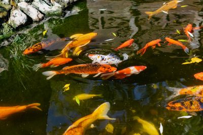 Koi Ponds