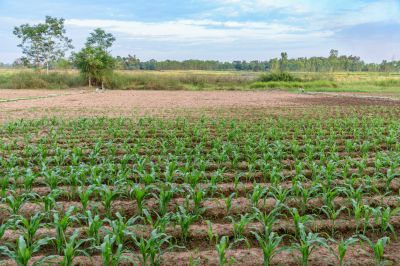 Furrows Are Vital For Optimal Crop Growth